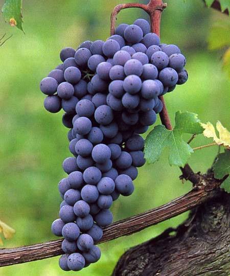 focus sur un cépage transalpin "Le nebbiolo"