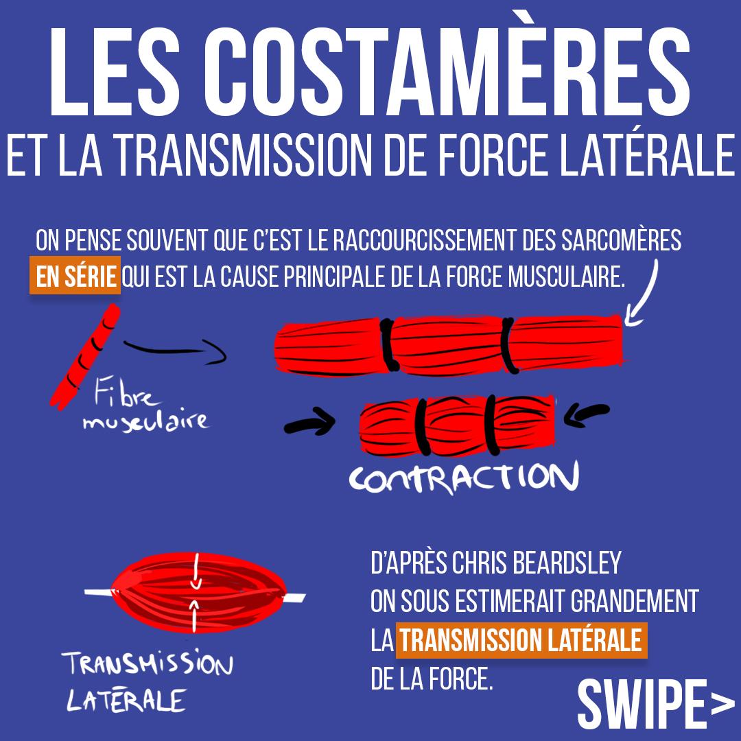 Les costamères et la transmission de force latérale