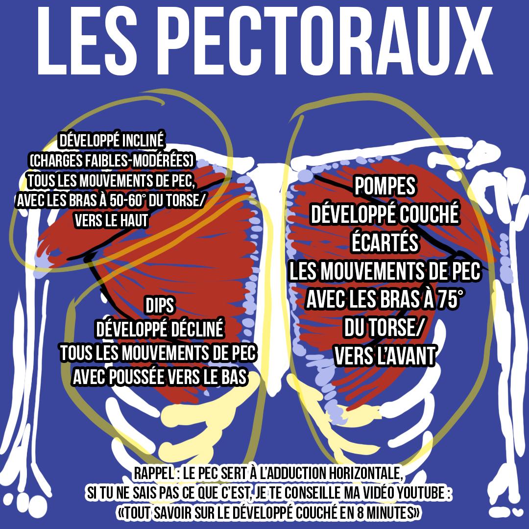 Les pectoraux