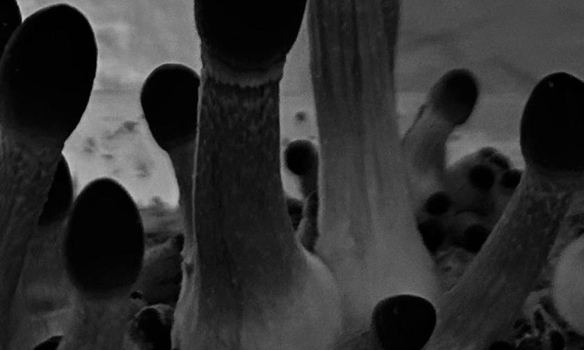 Limérence (concours poésie)