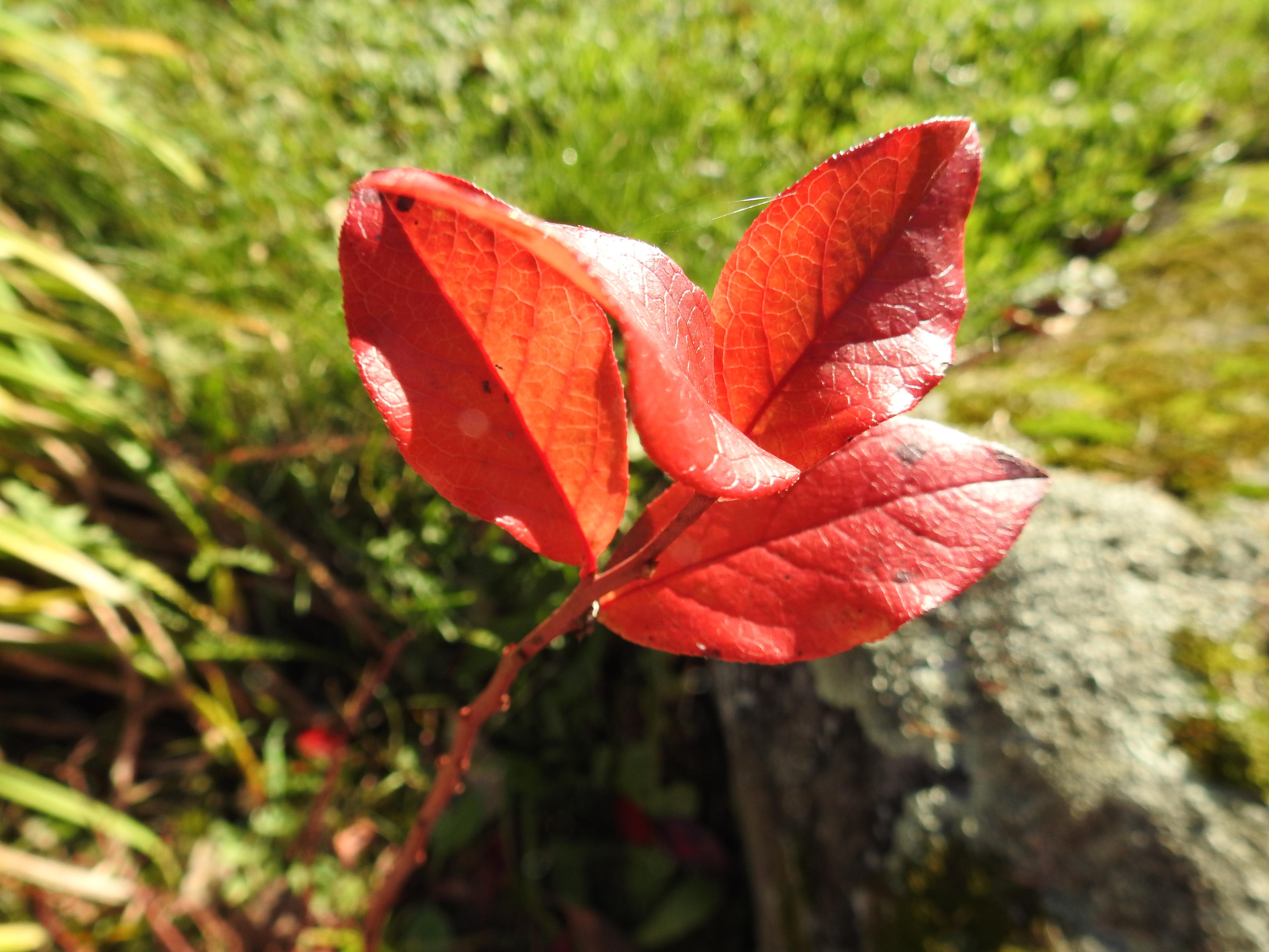 Gîte de mots - Sans chichi ni tralala