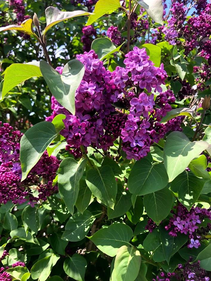 Confinée et vie d'après