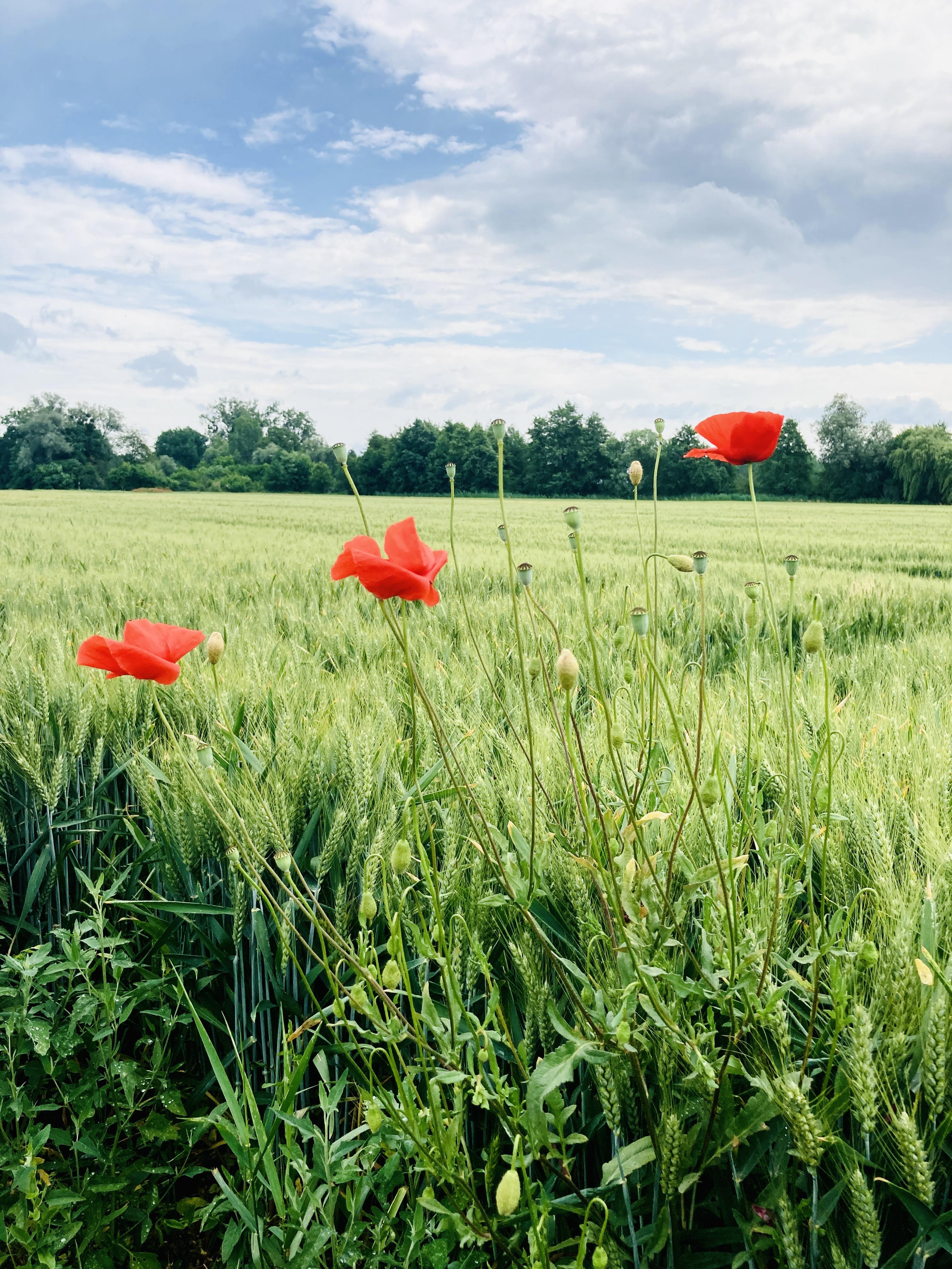 La forêt des contes oubliés