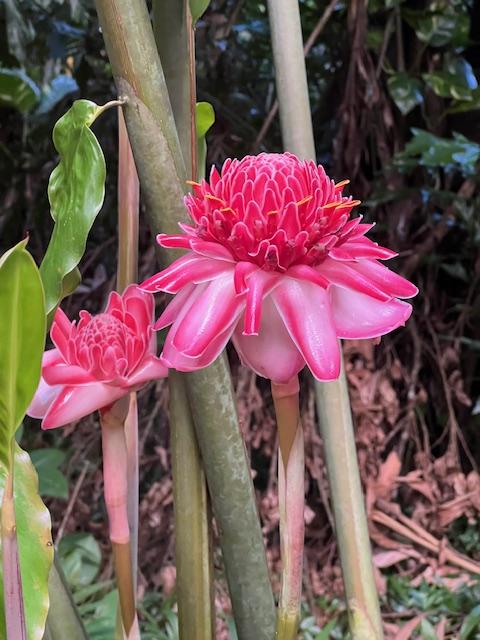 FLEUR: Concours RENAISSANCE#BoDLettre