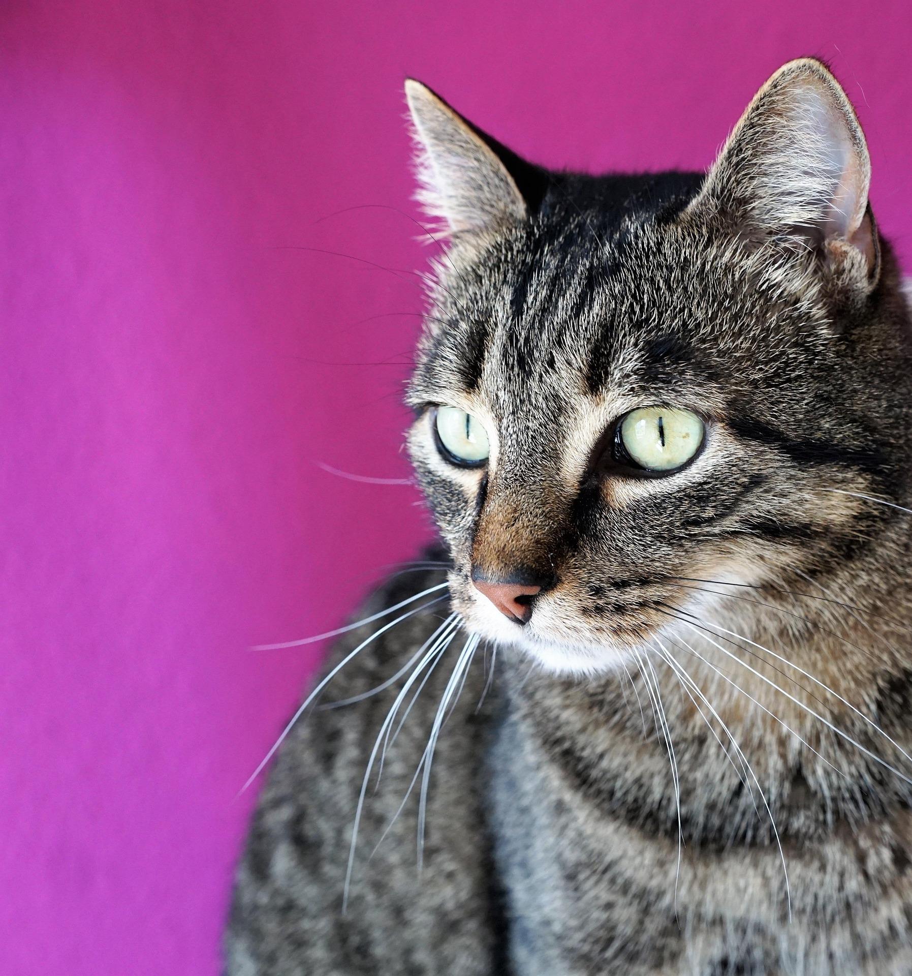 Le chat, écrit sur le pouce.