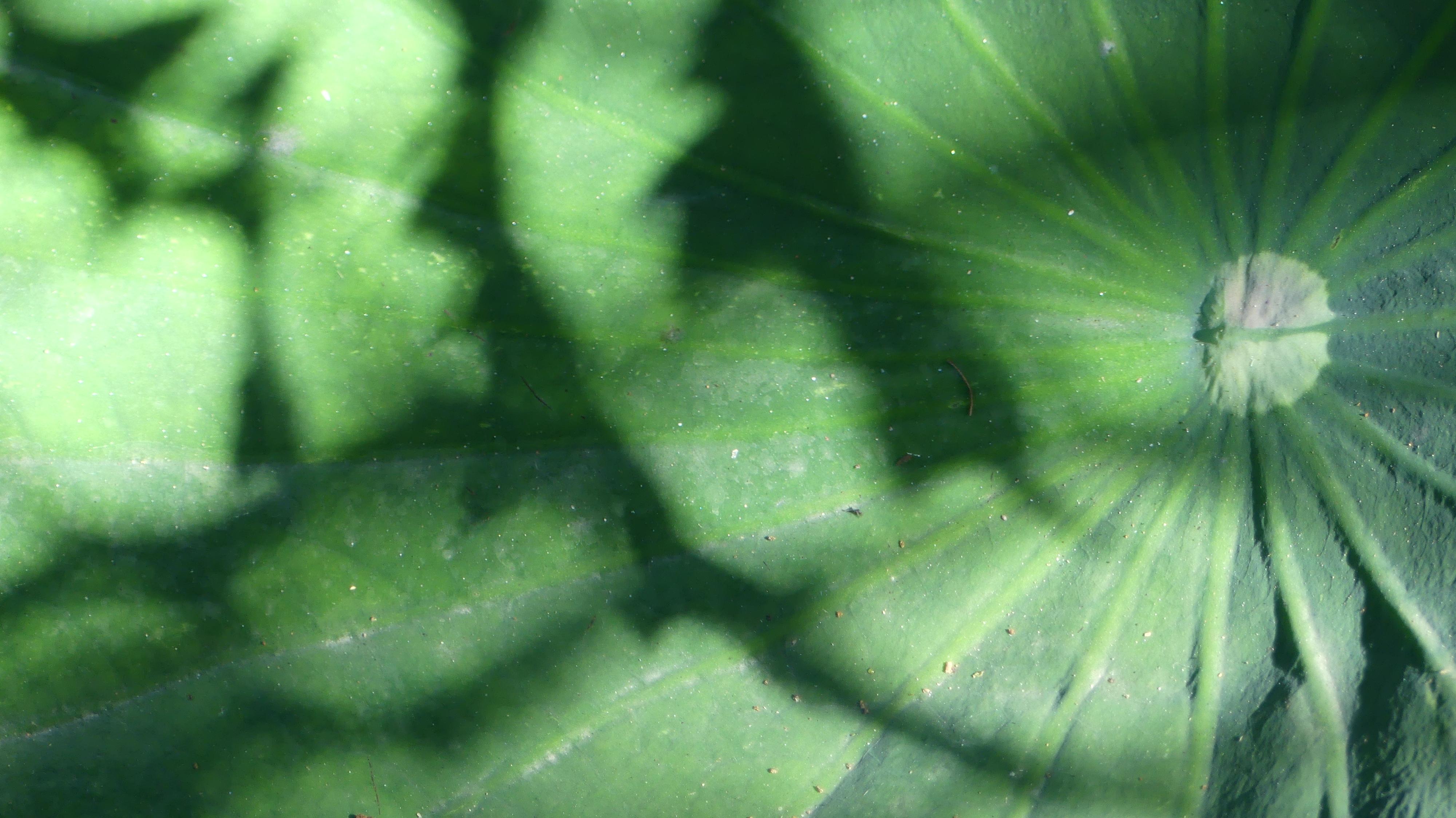 Et au milieu coule la rivière...