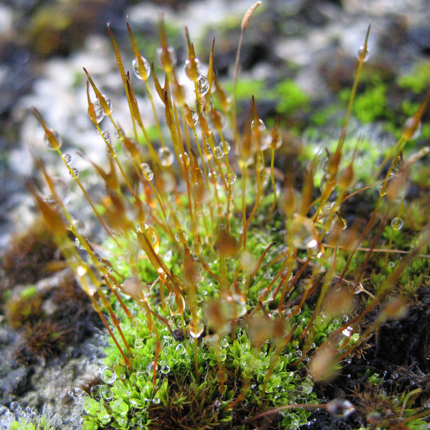 Opinions, Humeurs et tralala !