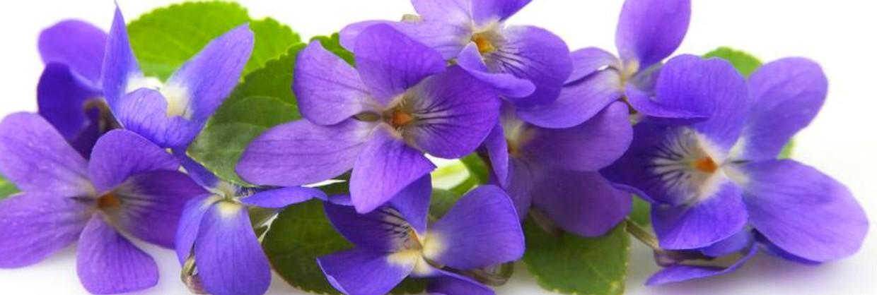 Un parfum de violette