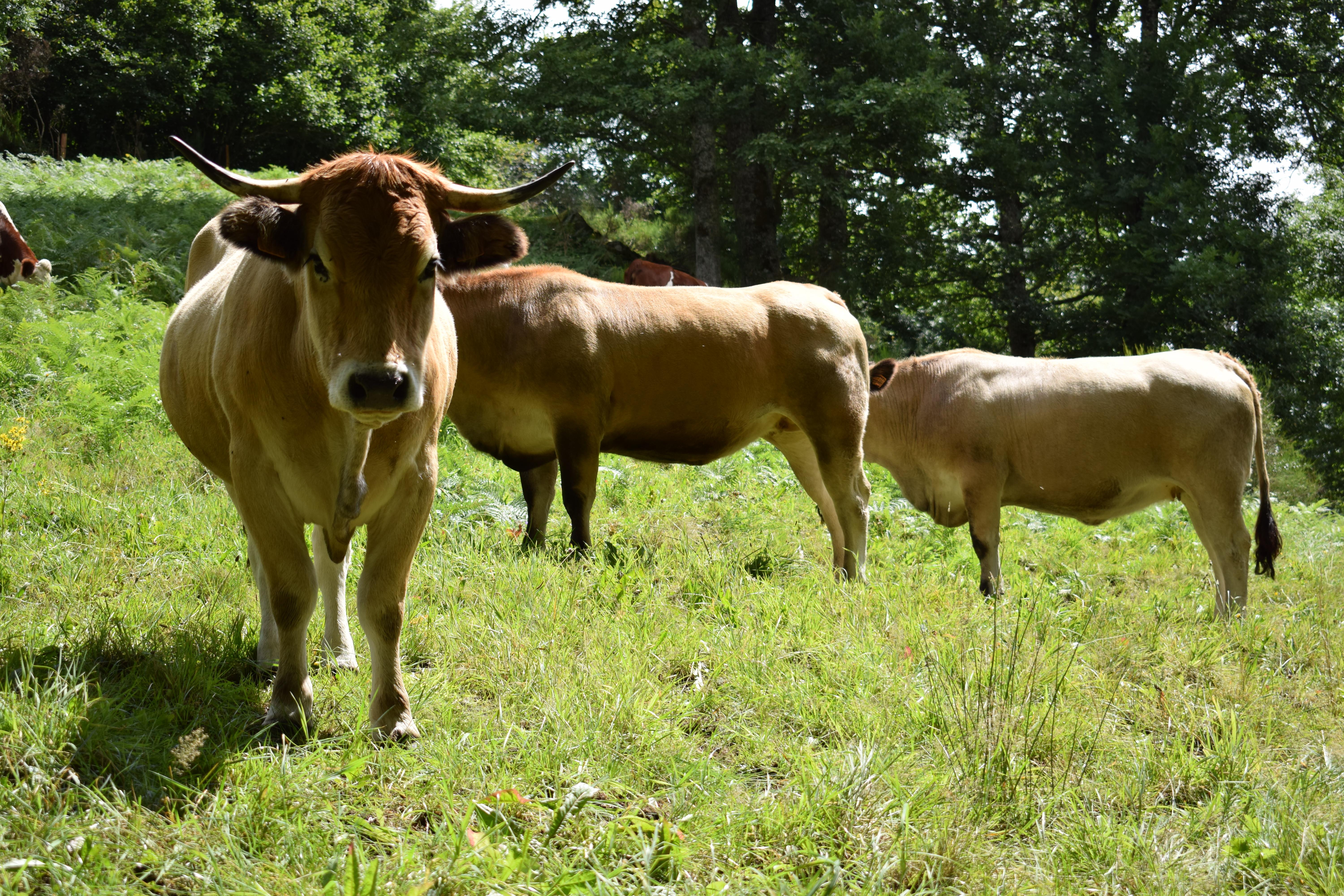 Les petites histoires