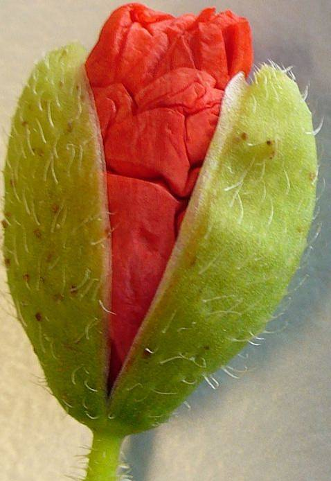 Les écrits du coquelicot