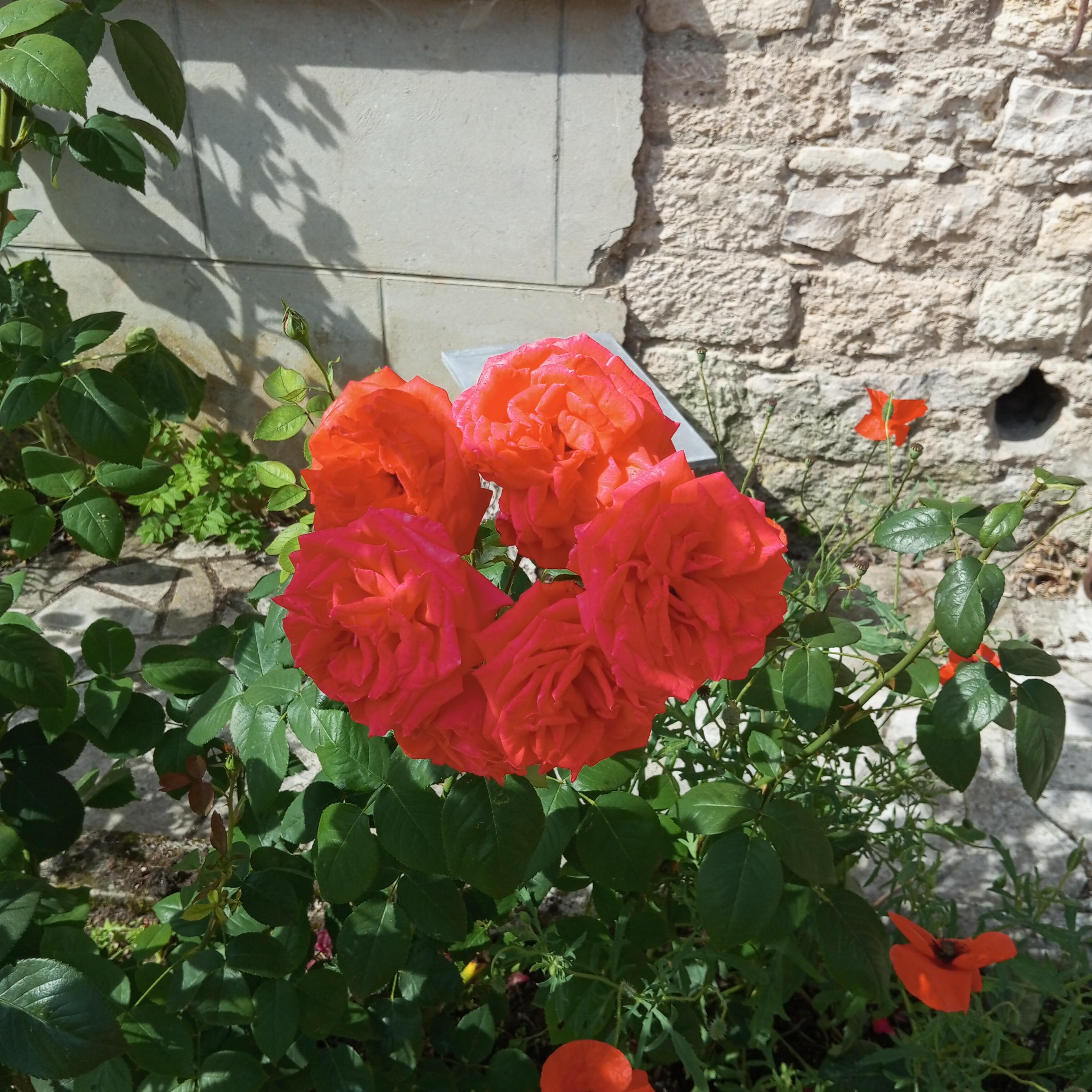 La Renaissance, Le progrès Quiz