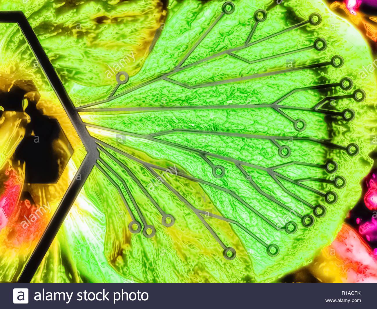 Eco-techno-diversité