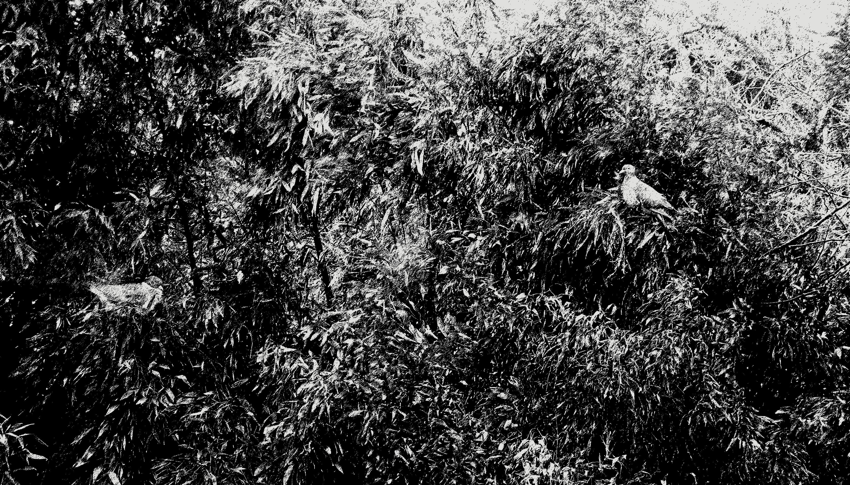 Dessin Peinture Illustration