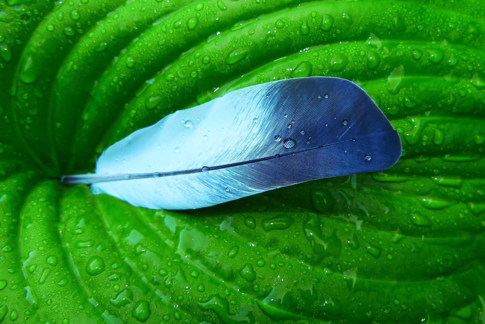 De la plume à la feuille