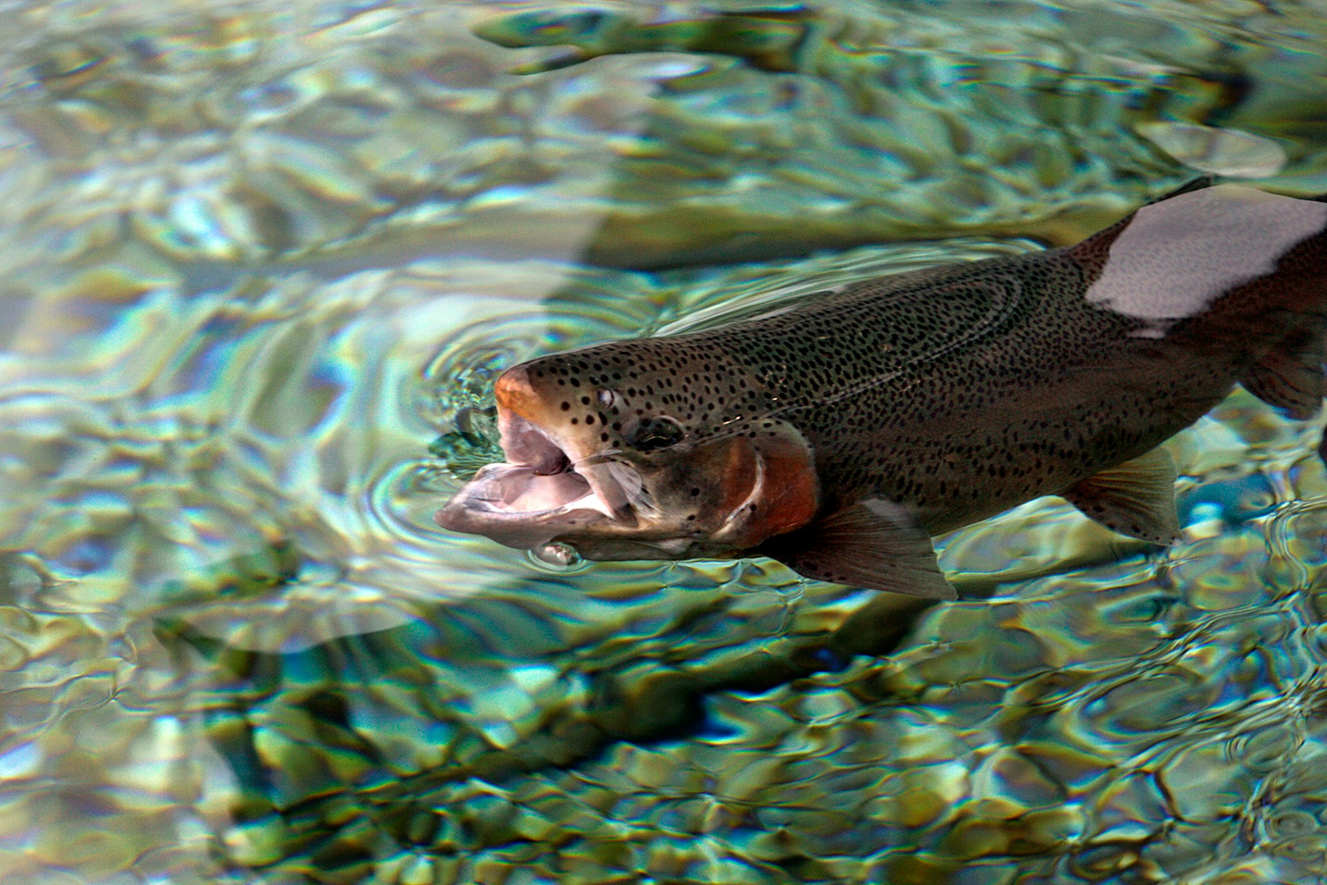 Une truite à la surface de l'eau, bouche ouverte.