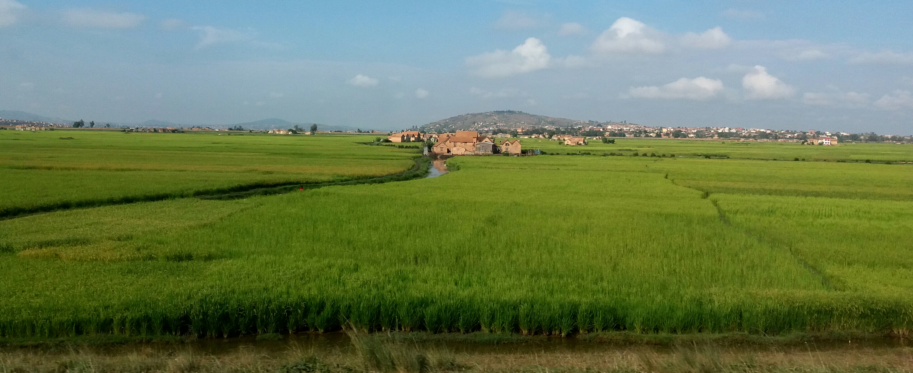 Rice fields and simplicity