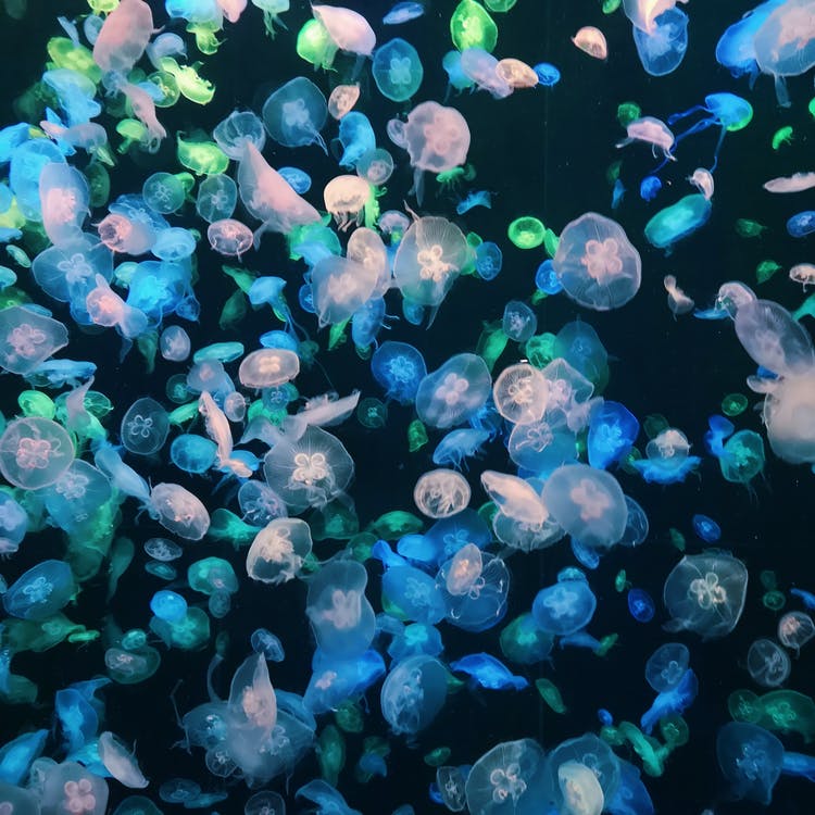 meduses_envahissent les oceans