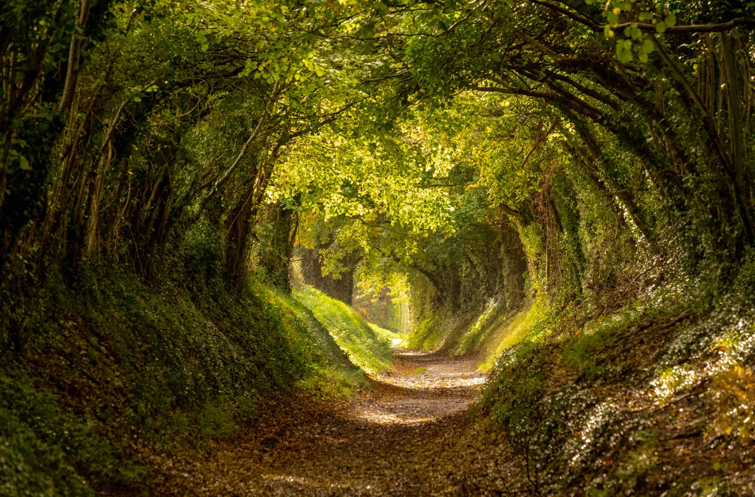 Tunnel forestier