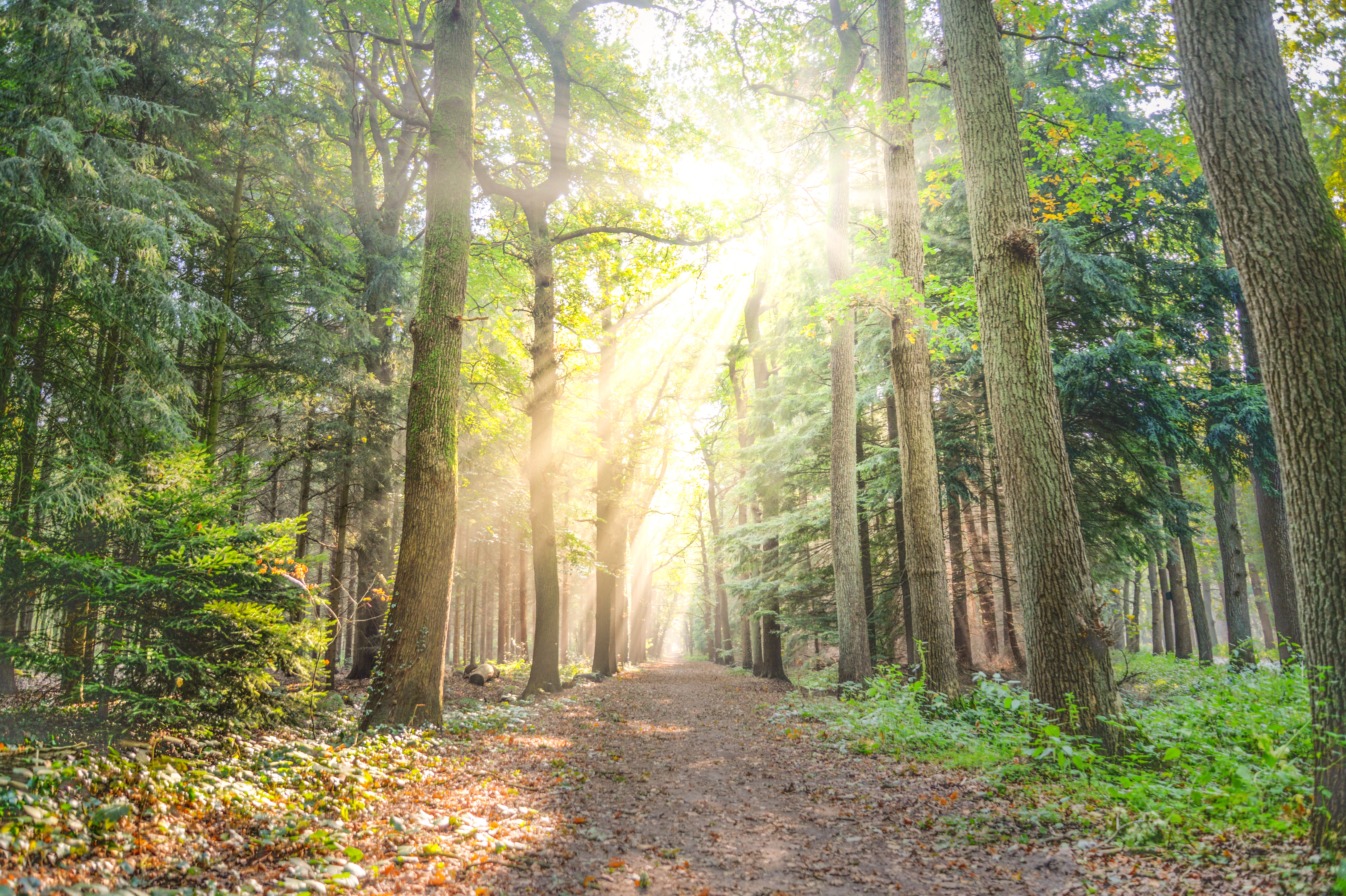 Un chemin dans une forêt enbaumé par des rayons de soleil