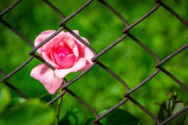 une rose à travers les barreaux, un espoir pour tous mes potos