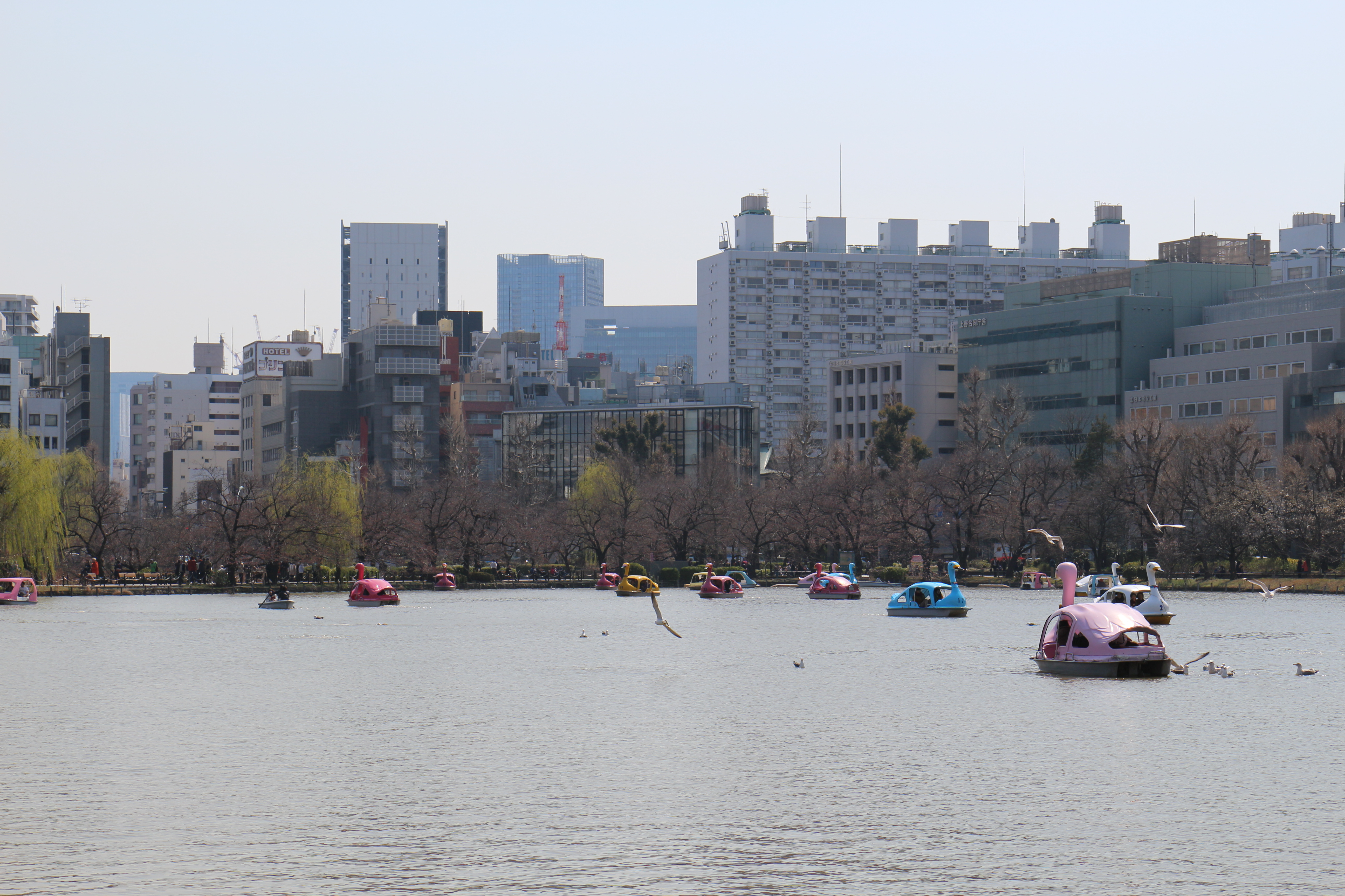 Vue sur l'étang du parc Ueno. On voit des mouettes, des barques, des pédalos-cygne dans des couleurs pastel. Au-delà du parc, une ligne de buildings cache l'horizon.
