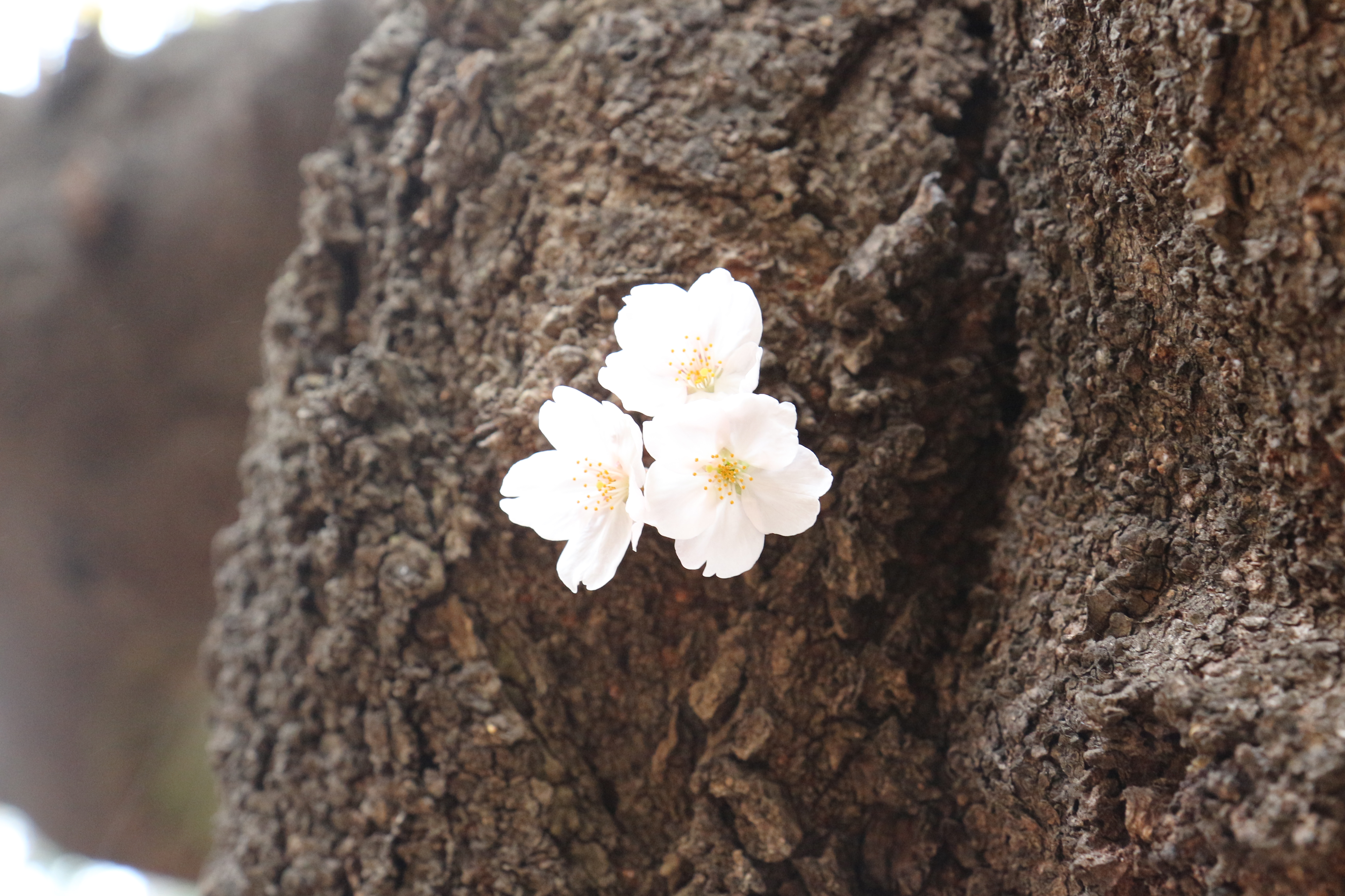Photo en gros plan de trois fleurs de cerisier, toute petite pousse sur le tronc d'un grand arbre.