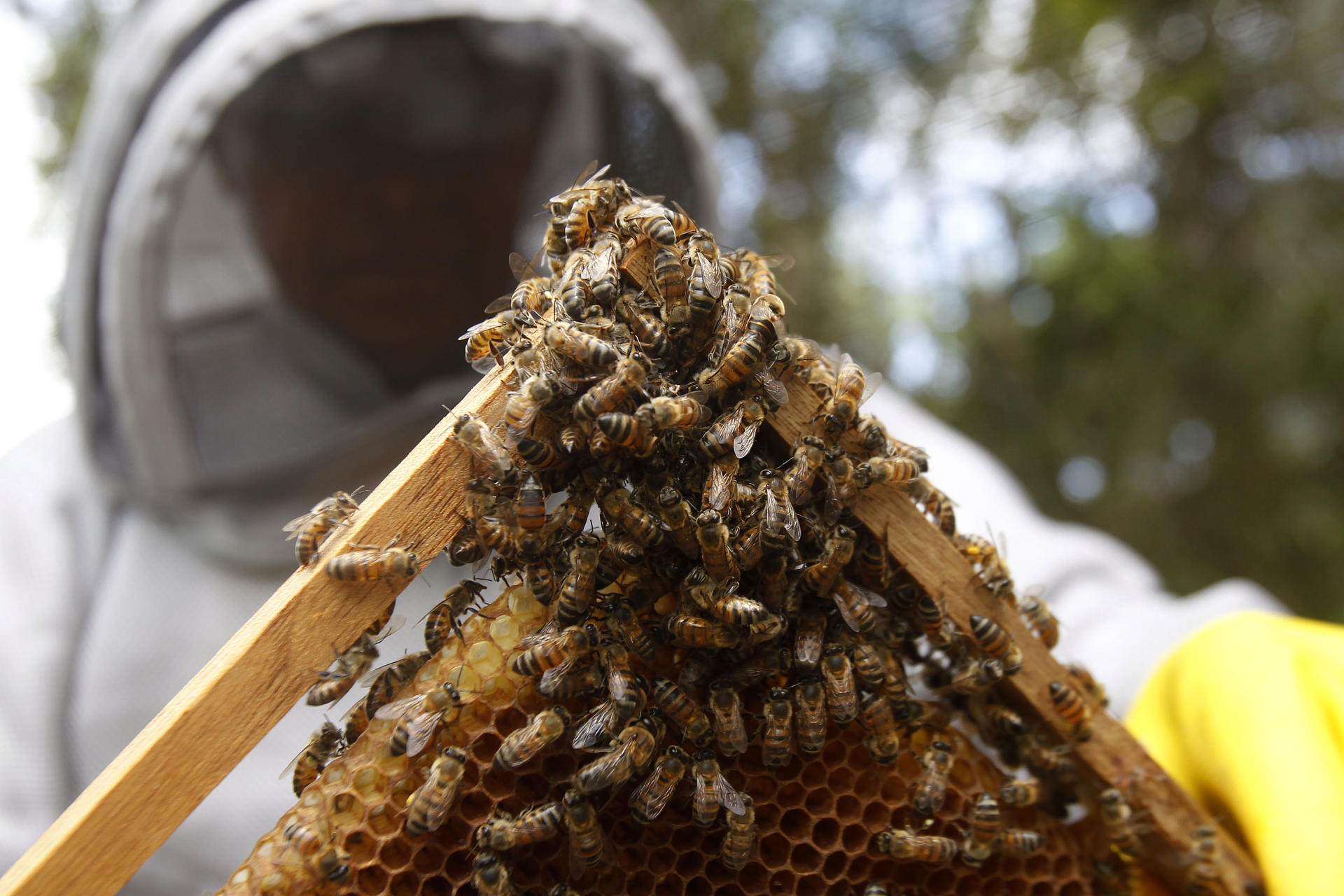 En el Bajo Cauca colombiano, un territorio golpeado por la violencia donde la apicultura se convirtió en una alternativa de restauración social, económica y ecológica, más de 200 productores de miel aprendieron a cuidar sus abejas de los efectos del cambio climático con métodos artesanales e ingeniosos. EFE/ Luis Eduardo Noriega A. 