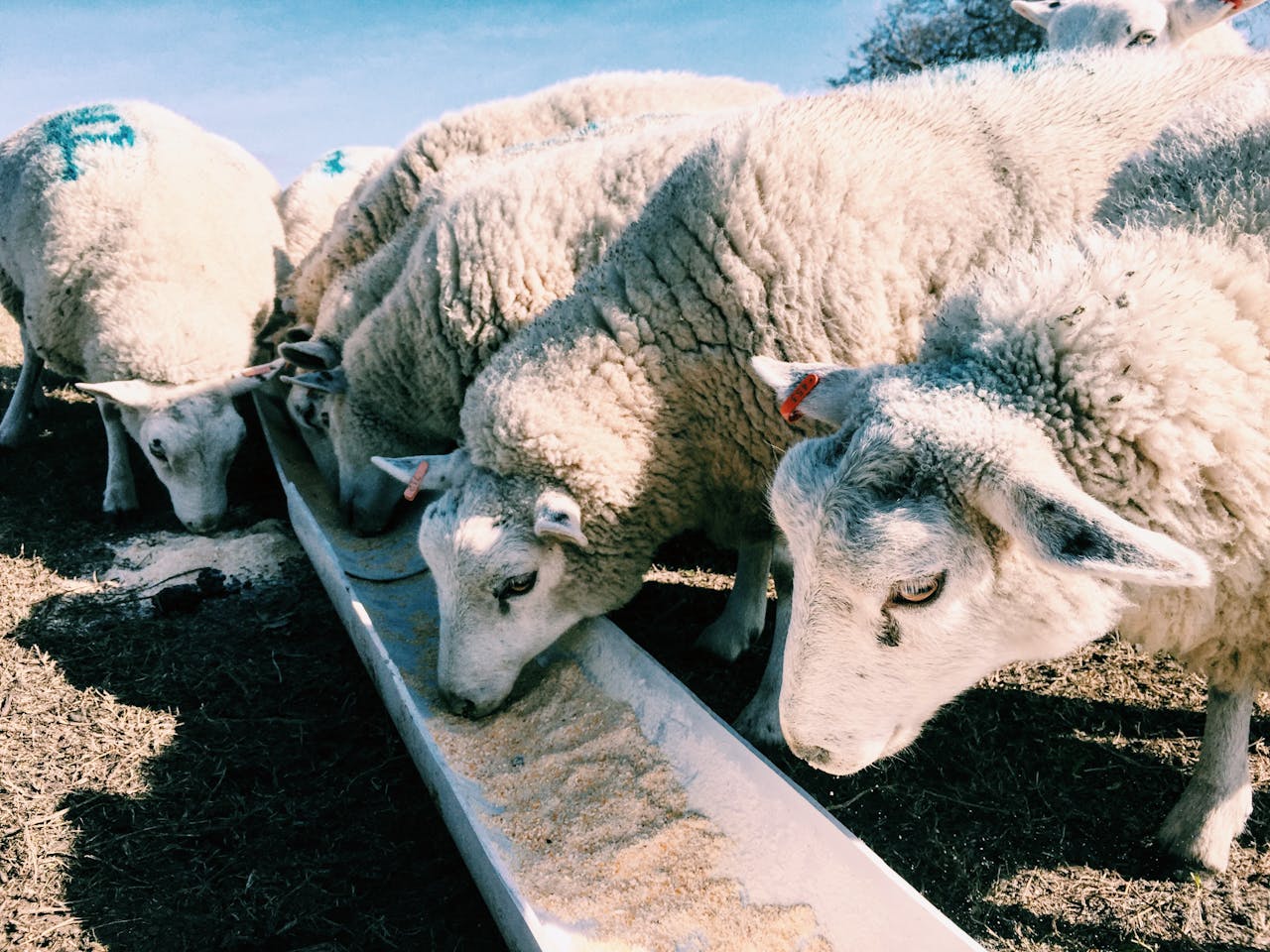 Des moutons alignés côte à côte, mangent dans une longue auge collective