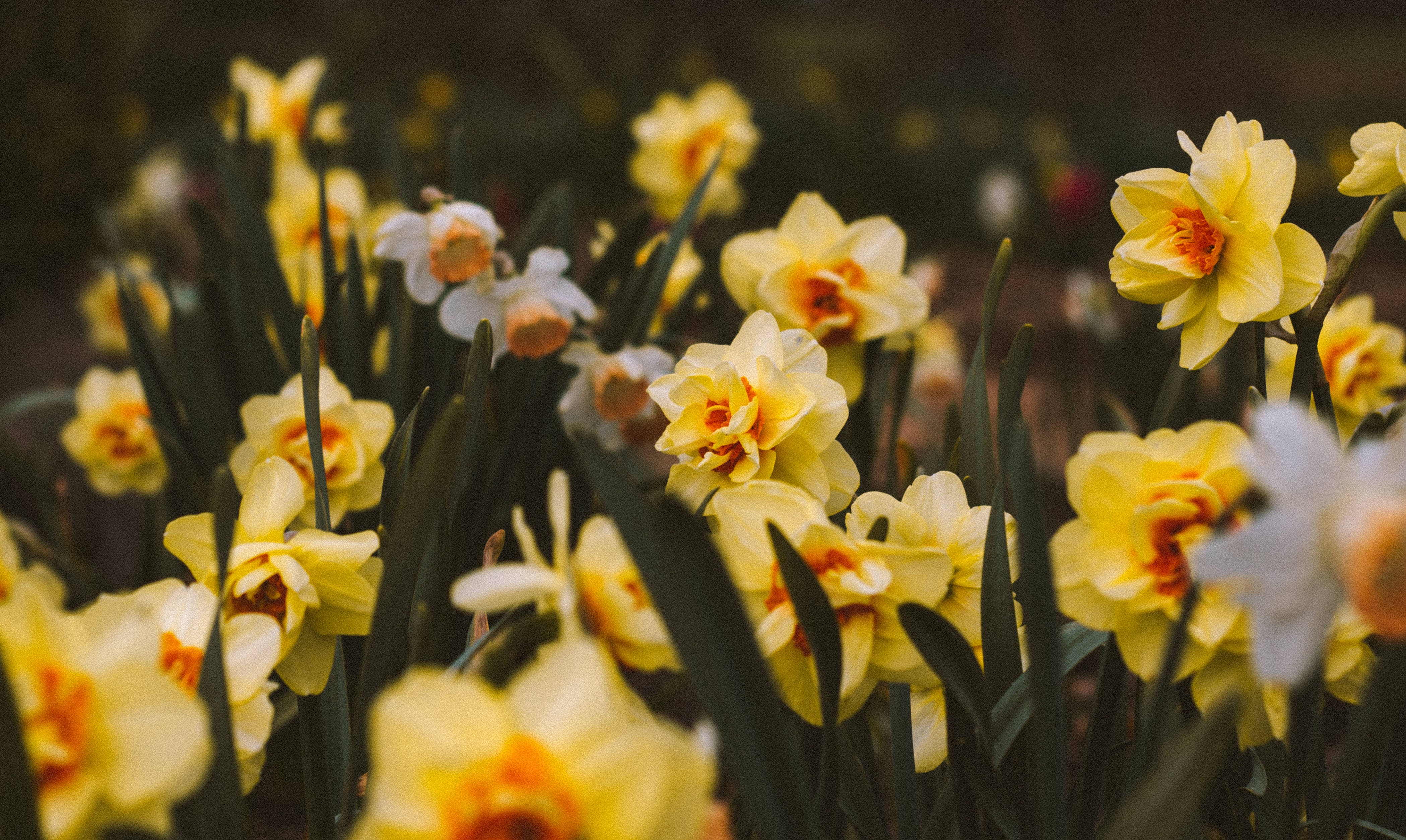 Daffodils in bloom British springtime