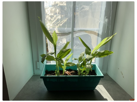 Plants de curcuma sur une fenêtre (Daniel Muriot)