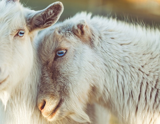 nos yeux se croisent... les ovins cherchent des noises MDR