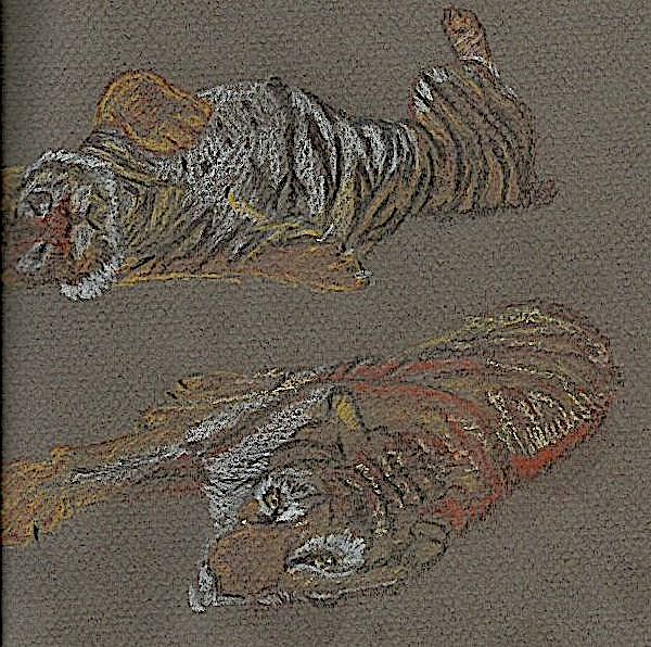 Dessin de tigres par Chantal Perrin Verdier