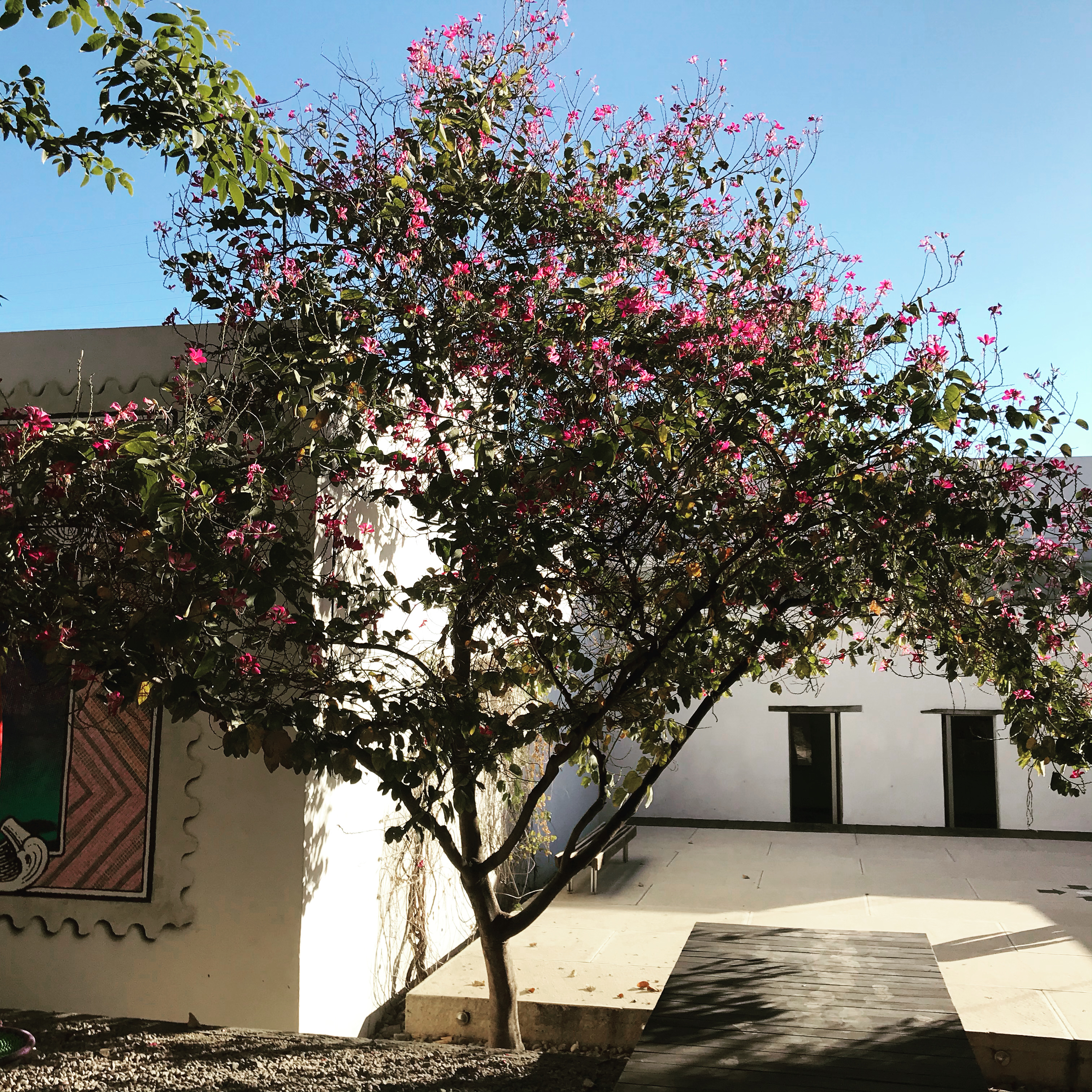 Un arbre dans Oaxaca